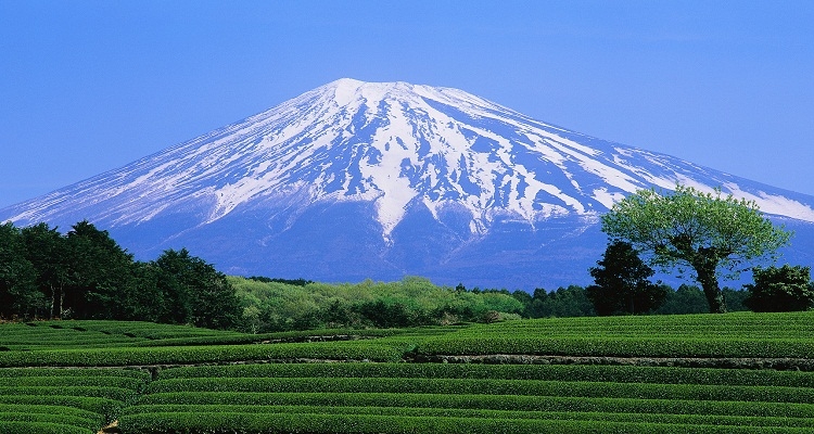 Green Tea Field and Mount Fuji Shizuoka, Japan