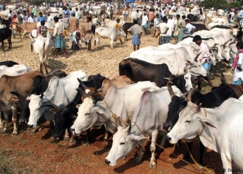 هند غواګانې