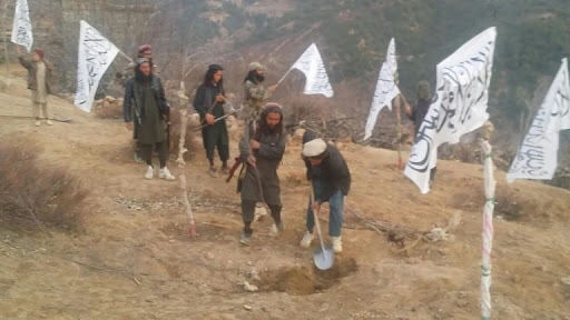 طالبان د نیالګیو ایښودلو پرمهال