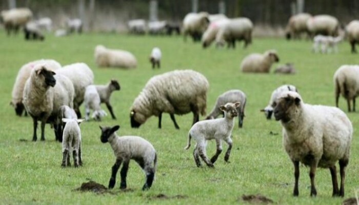 اهلي حیوانات/ میږې